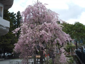 高野山桜